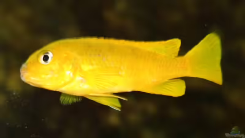 Besatz im Aquarium Becken 606 von Timmy Pätzel (15)