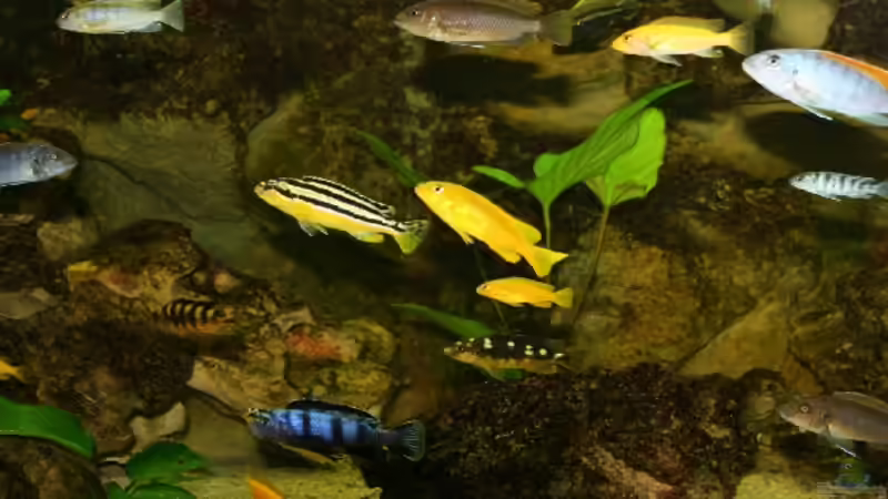 Besatz im Aquarium Becken 606 von Timmy Pätzel (9)