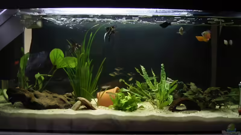 Besatz im Aquarium Becken 6060 von Sven Schmitz (6)
