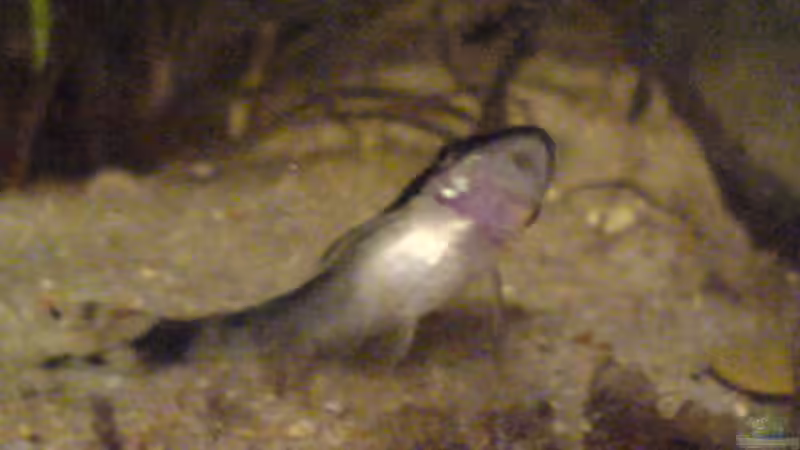 Besatz im Aquarium Becken 6061 von Tobias Bäckermann (11)