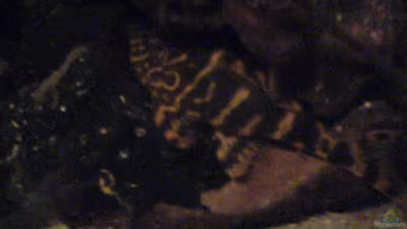 Besatz im Aquarium Becken 6061 von Tobias Bäckermann (13)