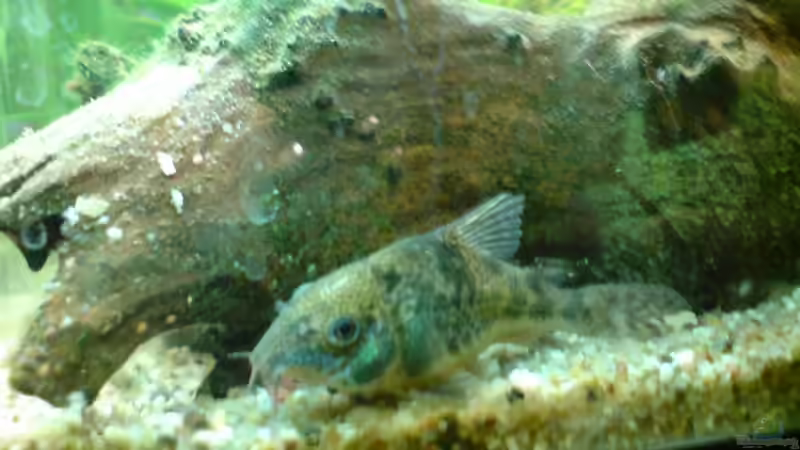 Besatz im Aquarium Becken 6061 von Tobias Bäckermann (14)