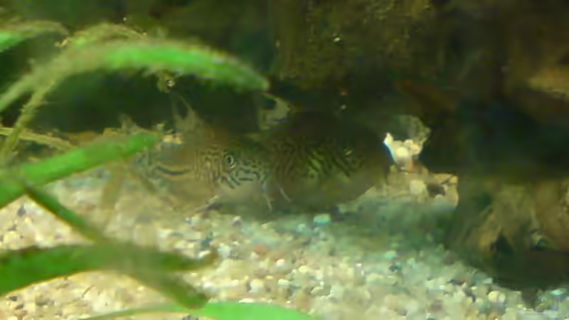 Besatz im Aquarium Becken 6061 von Tobias Bäckermann (15)