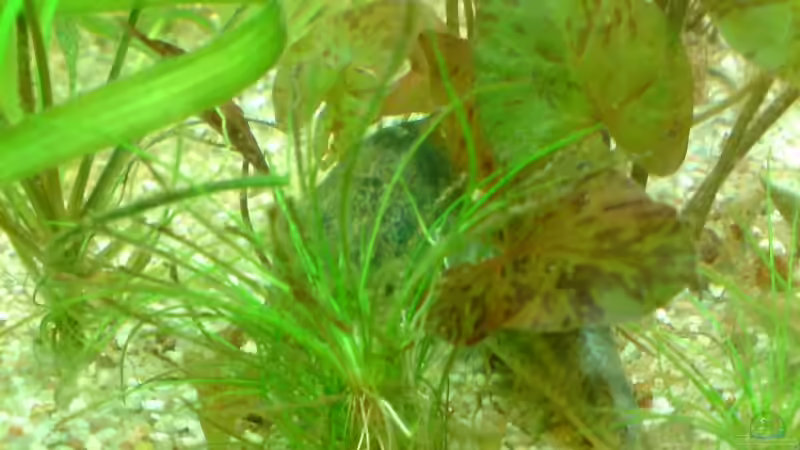 Besatz im Aquarium Becken 6061 von Tobias Bäckermann (16)