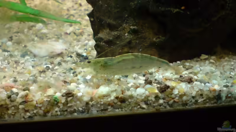 Besatz im Aquarium Becken 6061 von Tobias Bäckermann (17)