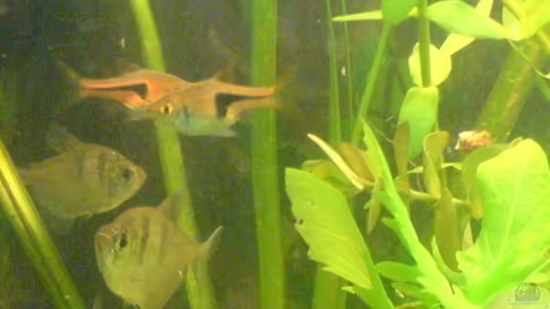 Besatz im Aquarium Becken 6061 von Tobias Bäckermann (6)