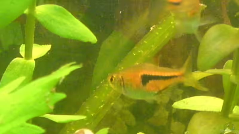 Besatz im Aquarium Becken 6061 von Tobias Bäckermann (7)