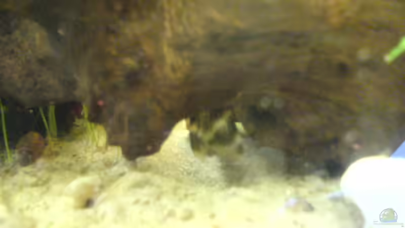 Besatz im Aquarium Becken 6061 von Tobias Bäckermann (9)