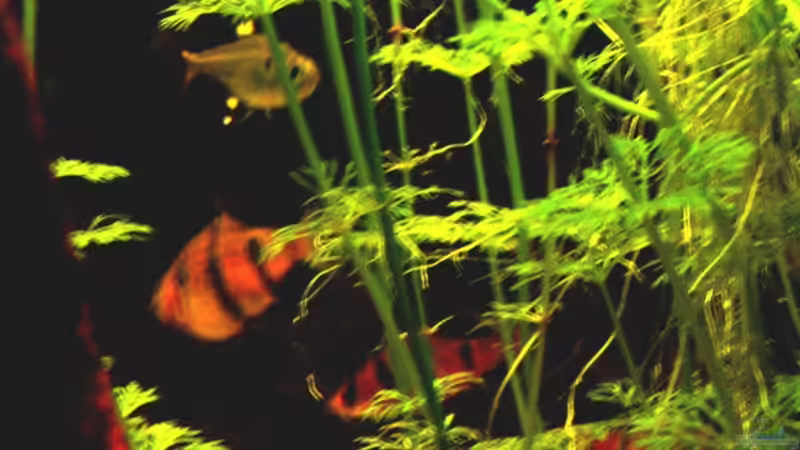 Besatz im Aquarium Becken 6069 von Christian Rothe (5)