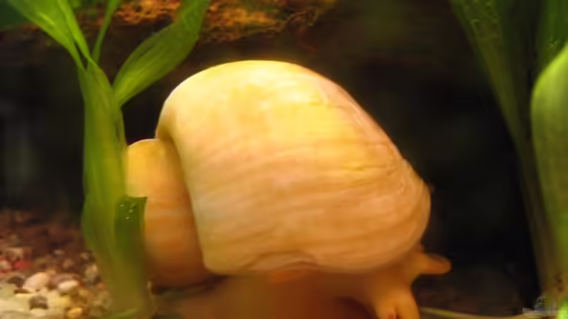 Besatz im Aquarium Becken 6069 von Christian Rothe (8)