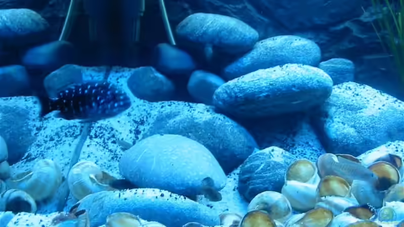 Besatz im Aquarium Becken 608 von carlito (8)