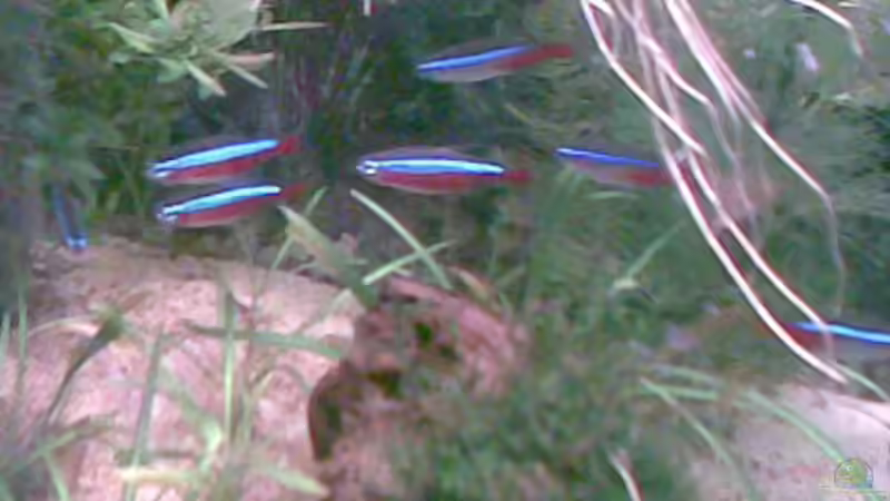 Besatz im Aquarium Becken 6091 von Christiane Raabe (3)