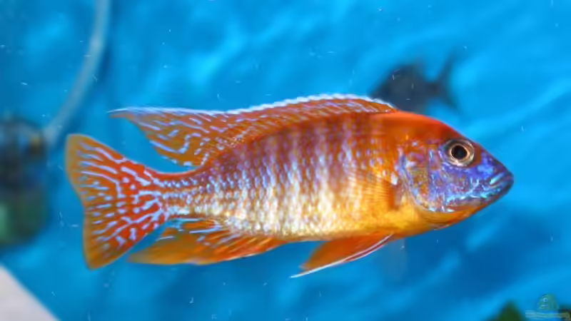 Besatz im Aquarium Becken 61 von Jens Schoch (2)