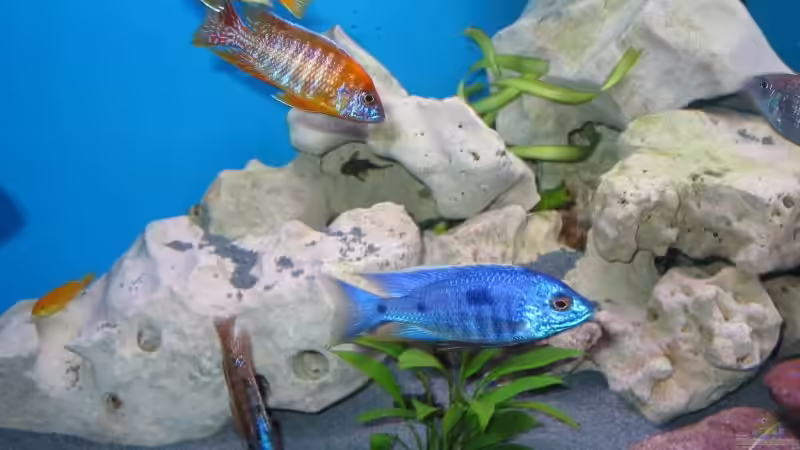 Besatz im Aquarium Becken 61 von Jens Schoch (3)