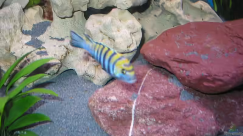 Besatz im Aquarium Becken 61 von Jens Schoch (4)