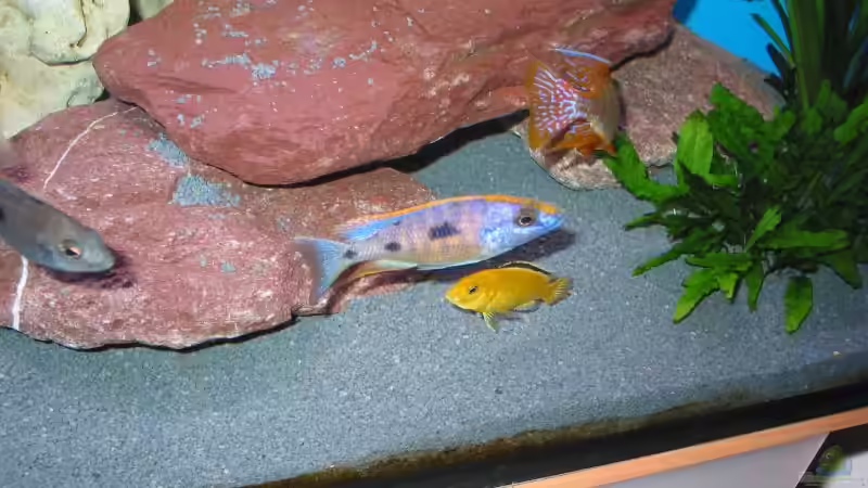 Besatz im Aquarium Becken 61 von Jens Schoch (5)