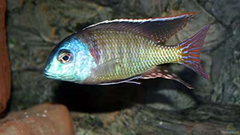 Besatz im Aquarium Becken 610 von Jan Kadletz (4)