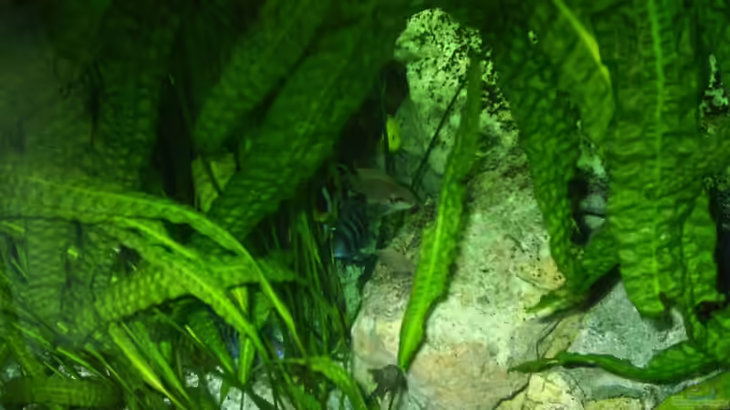 Besatz im Aquarium Becken 6113 von Ulf Bruder (5)