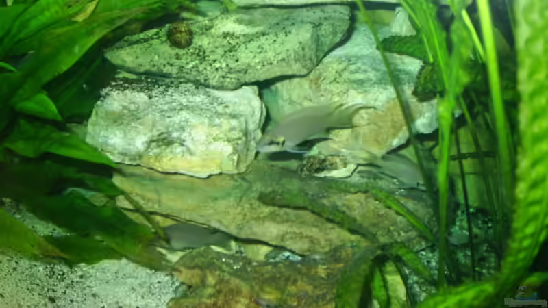 Besatz im Aquarium Becken 6113 von Ulf Bruder (6)