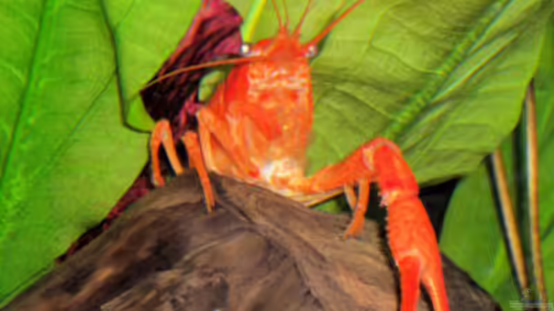 Besatz im Aquarium Becken 6132 von Andrea Gentzsch (2)