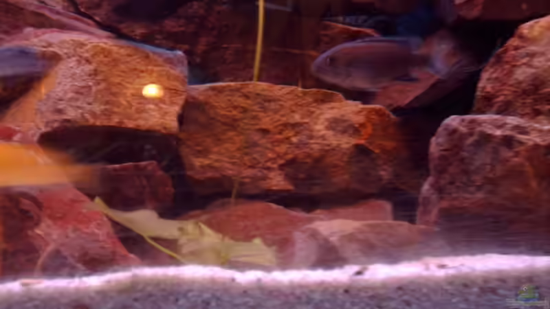 Besatz im Aquarium Becken 6135 von MDenzer (15)