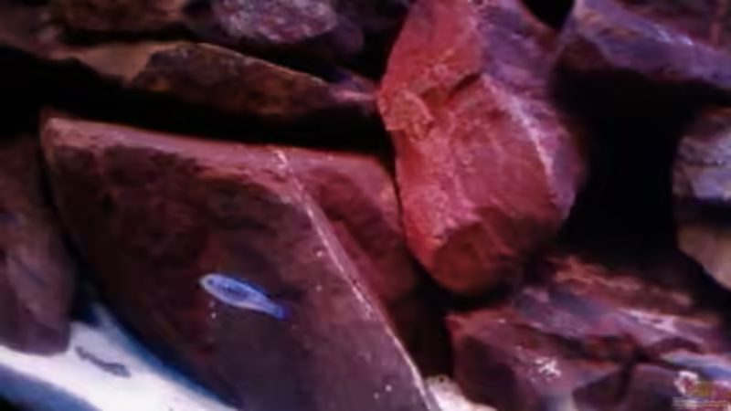 Besatz im Aquarium Becken 6135 von MDenzer (16)