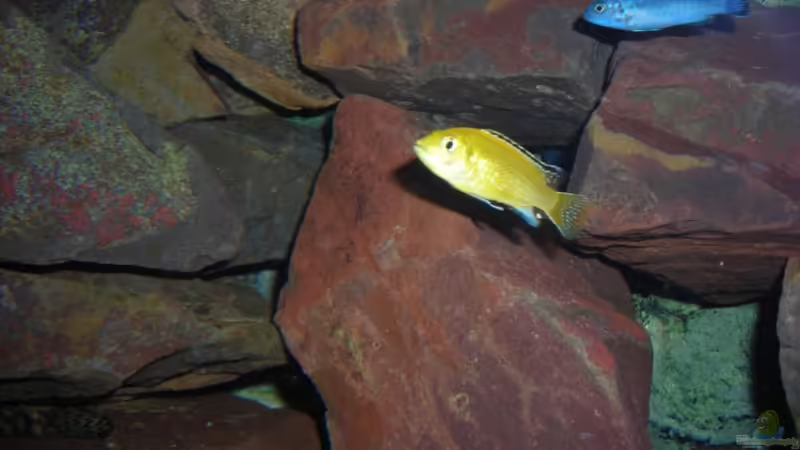 Besatz im Aquarium Becken 6135 von MDenzer (19)