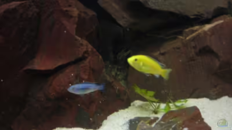 Besatz im Aquarium Becken 6135 von MDenzer (24)