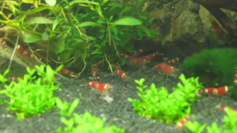 Besatz im Aquarium Becken 6137 von Gerd Zimmermann (20)