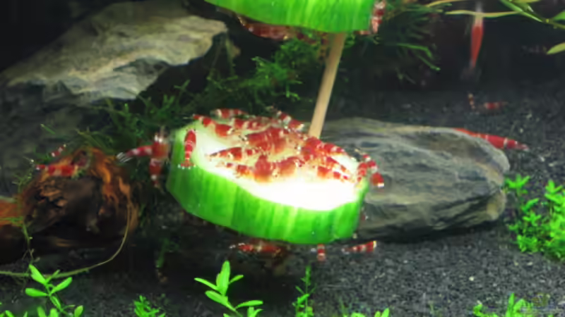 Besatz im Aquarium Becken 6137 von Gerd Zimmermann (22)