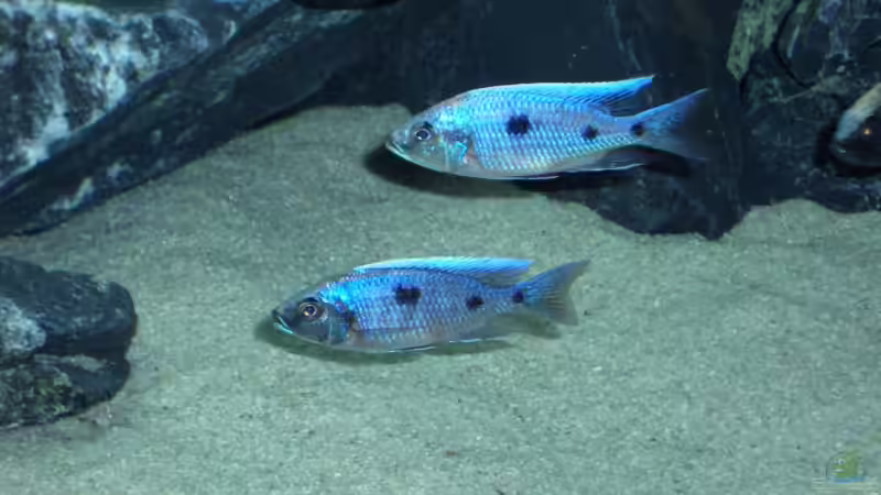 Besatz im Aquarium Becken 6141 von Sebastian Pietrzyk (20)