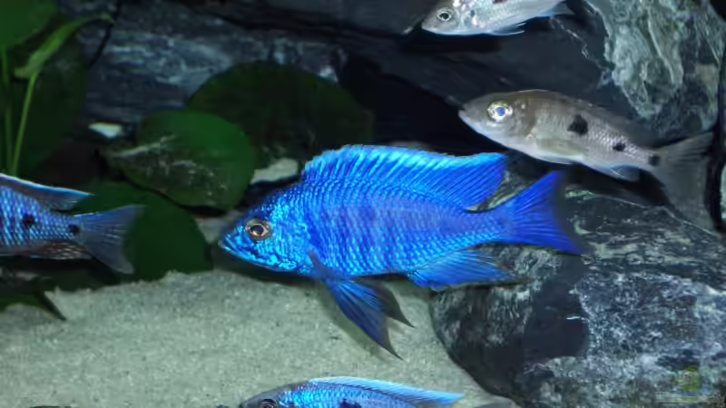 Besatz im Aquarium Becken 6141 von Sebastian Pietrzyk (21)