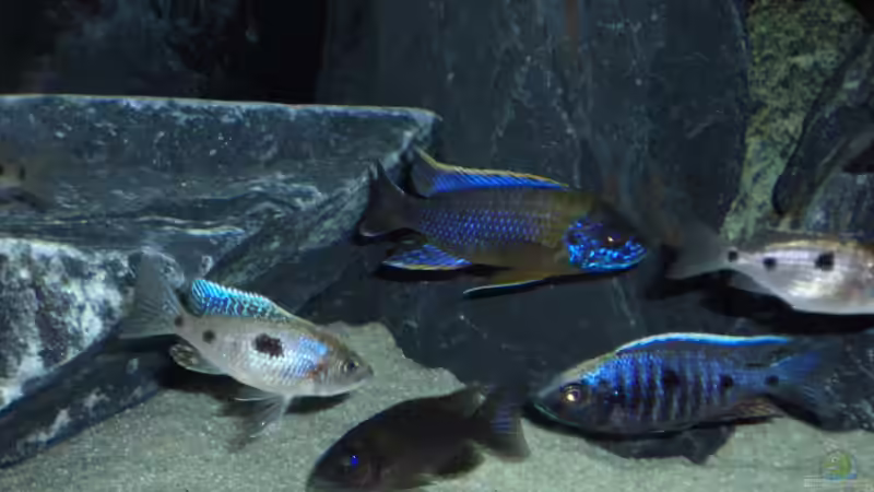 Besatz im Aquarium Becken 6141 von Sebastian Pietrzyk (22)