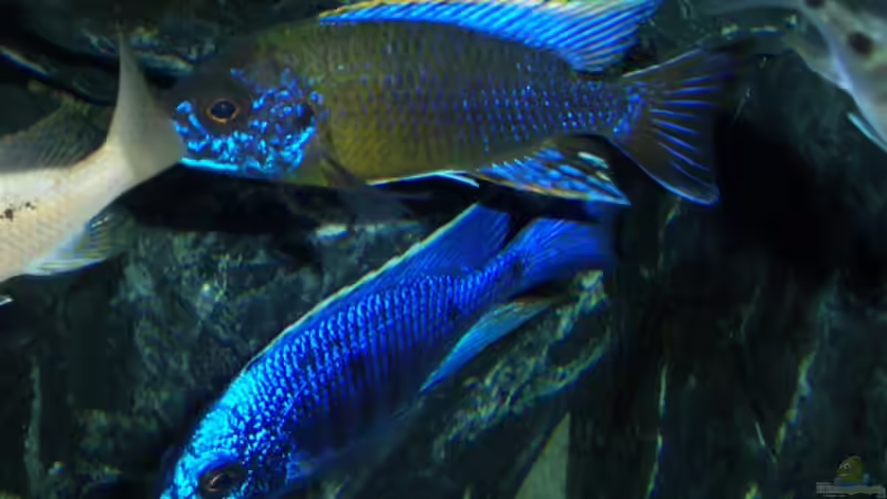 Besatz im Aquarium Becken 6141 von Sebastian Pietrzyk (24)