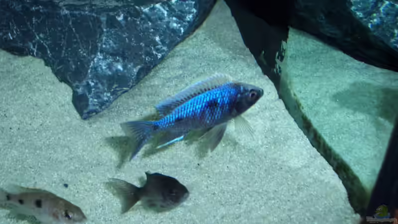 Besatz im Aquarium Becken 6141 von Sebastian Pietrzyk (25)