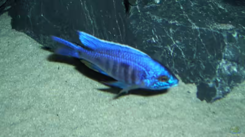 Besatz im Aquarium Becken 6141 von Sebastian Pietrzyk (28)