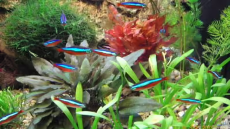 Besatz im Aquarium Becken 6146 von Reimund Wessel (7)