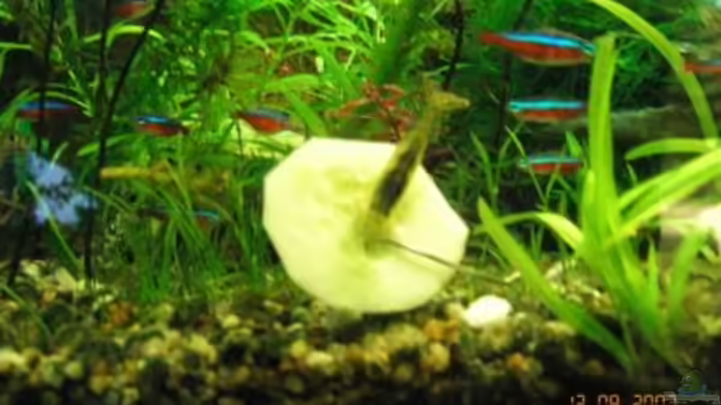 Besatz im Aquarium Becken 6146 von Reimund Wessel (9)