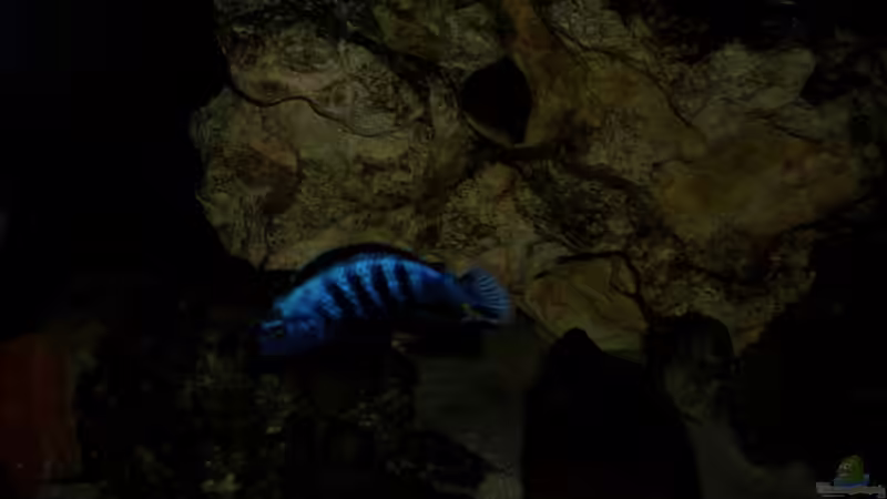 Besatz im Aquarium Becken 6160 von Holger Wegner (10)