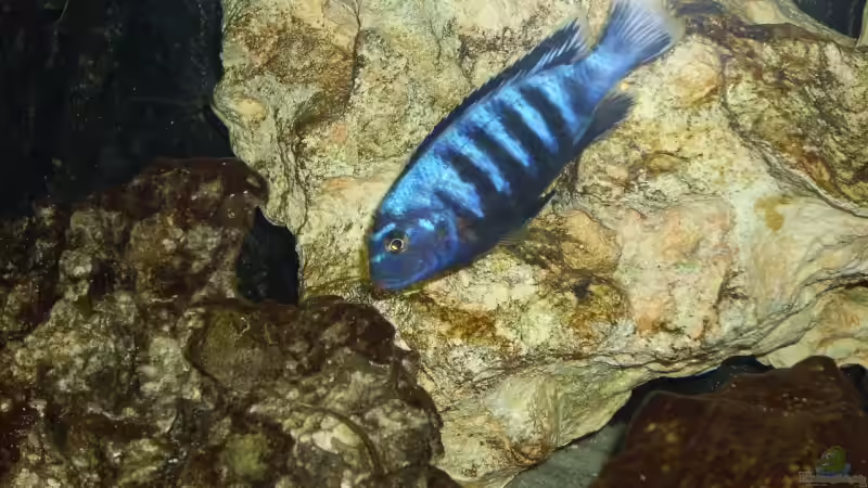 Besatz im Aquarium Becken 6160 von Holger Wegner (6)