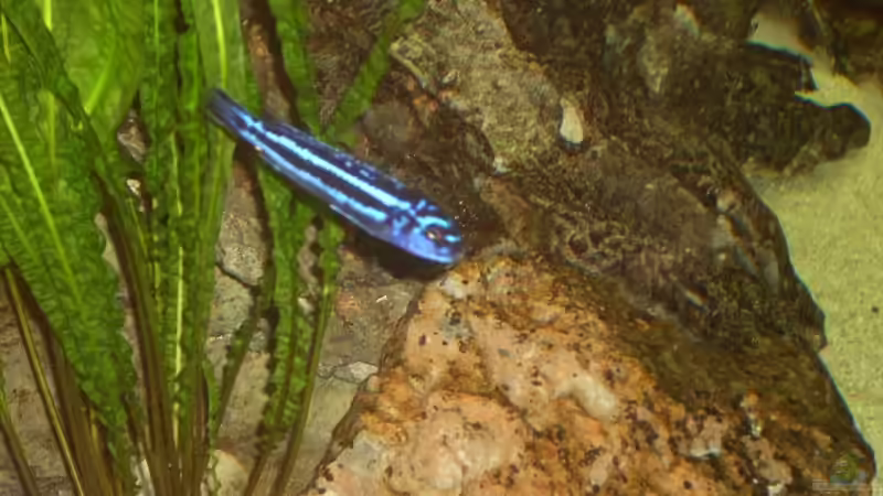 Besatz im Aquarium Becken 6160 von Holger Wegner (8)