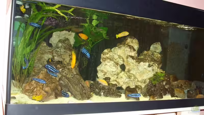 Besatz im Aquarium Becken 6160 von Holger Wegner (9)