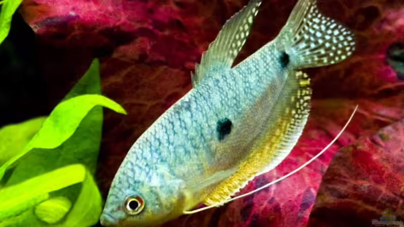 Besatz im Aquarium Becken 6195 von Thomas Hermsdorf (10)