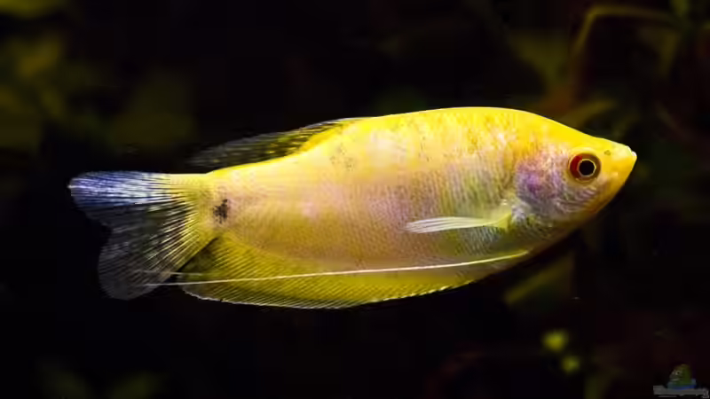 Besatz im Aquarium Becken 6195 von Thomas Hermsdorf (11)