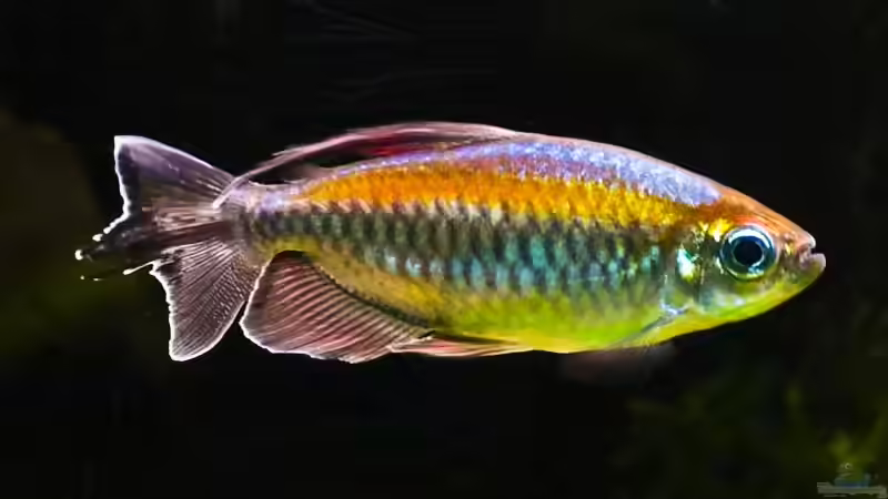 Besatz im Aquarium Becken 6195 von Thomas Hermsdorf (12)