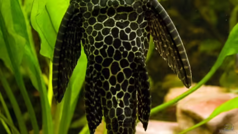 Besatz im Aquarium Becken 6195 von Thomas Hermsdorf (13)