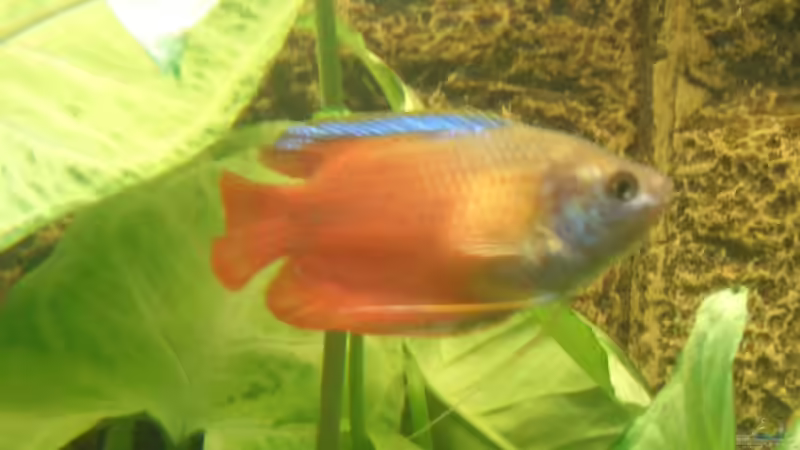 Besatz im Aquarium Becken 6195 von Thomas Hermsdorf (7)