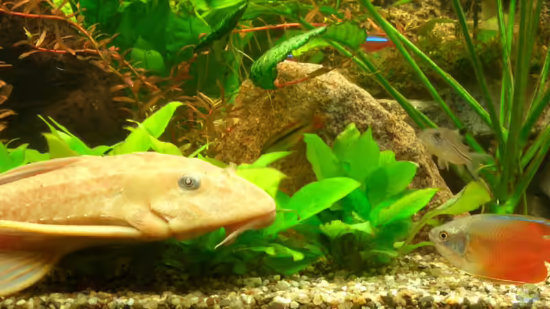 Besatz im Aquarium Becken 6195 von Thomas Hermsdorf (8)