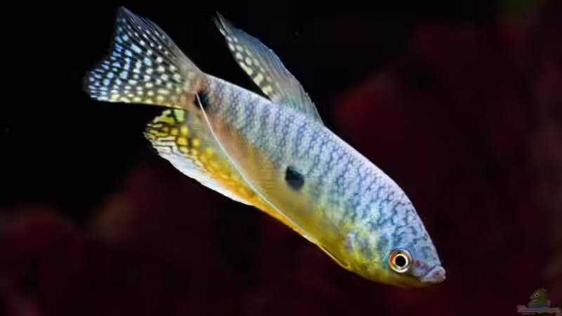 Besatz im Aquarium Becken 6195 von Thomas Hermsdorf (9)