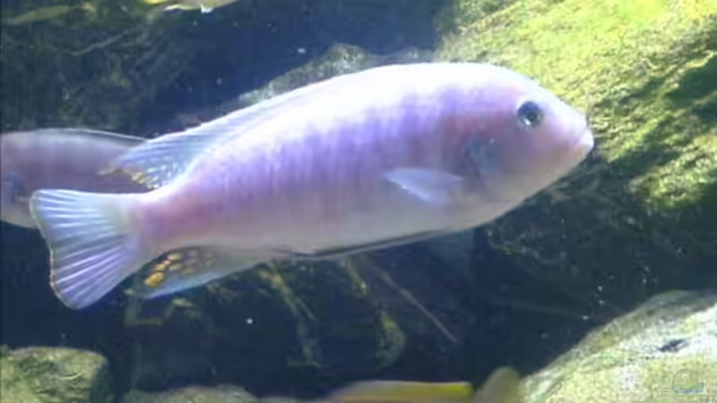 Besatz im Aquarium Becken 6207 von Mike Hügi (10)